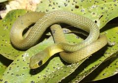 Philothamnus hoplogaster