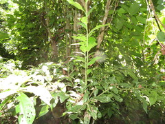 Cordia nodosa