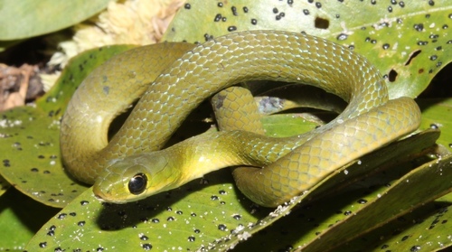 Green Water Snake