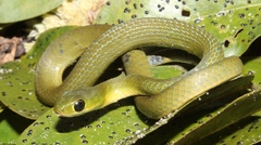 Philothamnus hoplogaster