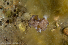 Phrikoceros mopsus