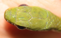 Philothamnus hoplogaster