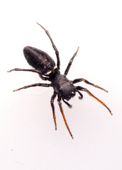 Atomosphyrus tristiculus