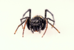 Atomosphyrus tristiculus