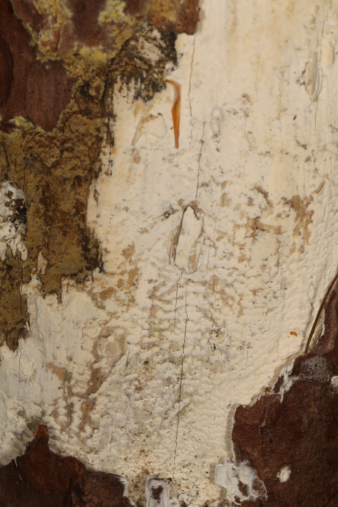 Neohypochnicium cremicolor