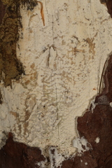 Hypochnicium cremicolor