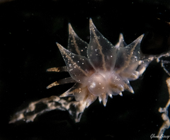 Amphorina linensis