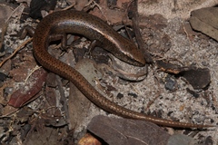 Panaspis maculicollis