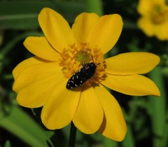 Acmaeodera ornatoides