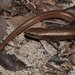 Cabinda Lidless Skink - Photo (c) Alex Rebelo, some rights reserved (CC BY-NC), uploaded by Alex Rebelo