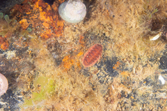 Chitonoidea