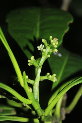 Oncothecaceae