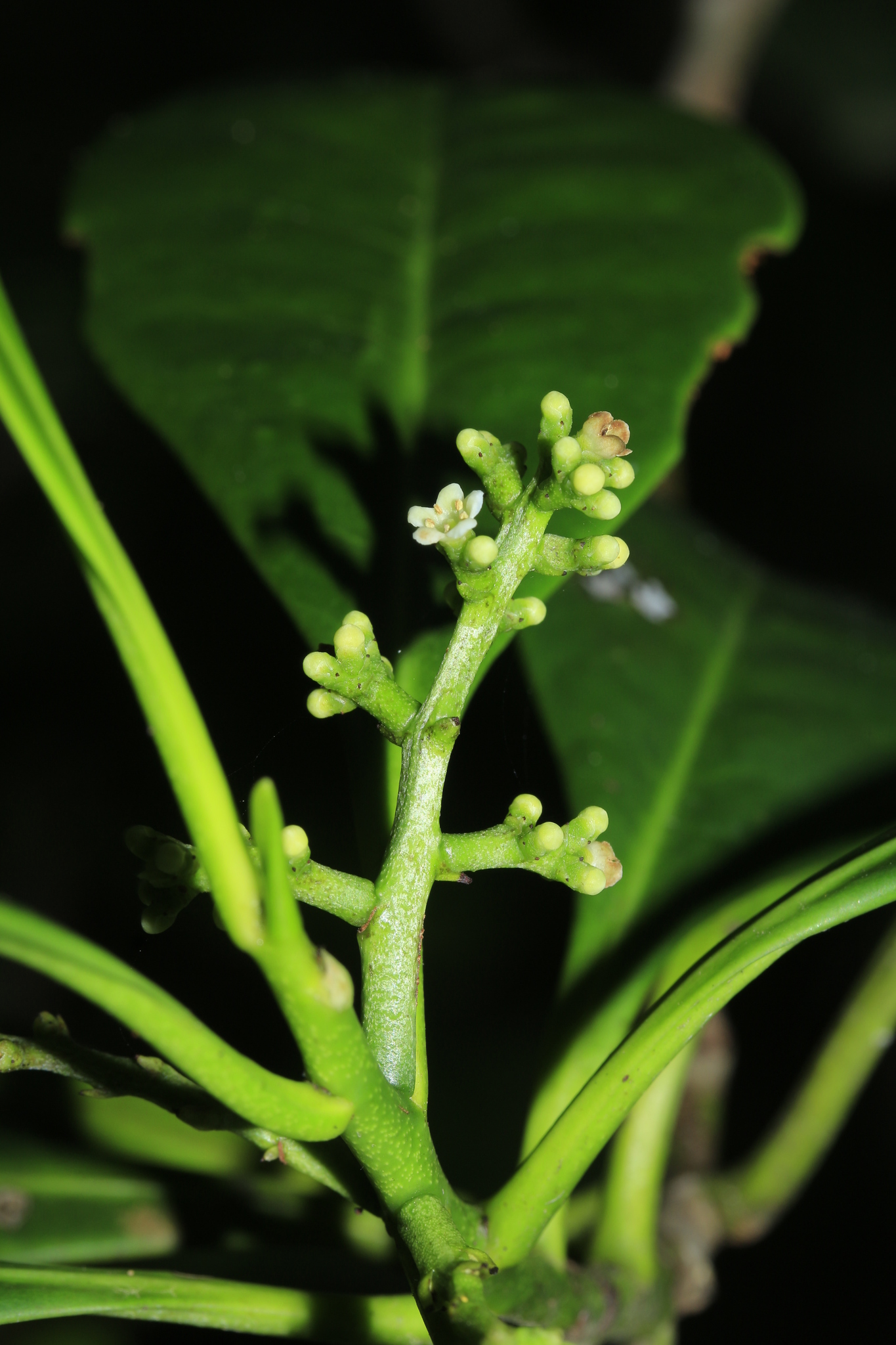 Oncothecaceae