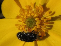 Acmaeodera ornatoides