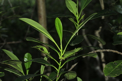 Oncotheca humboldtiana