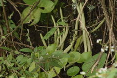 Peperomia cavispicata