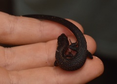 Loxopholis guianense