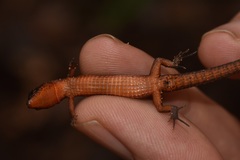 Loxopholis guianense