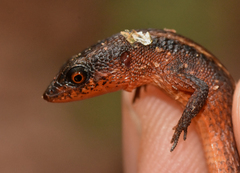 Loxopholis guianense