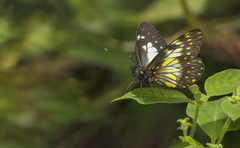 Catasticta prioneris