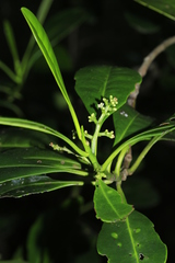 Oncotheca humboldtiana