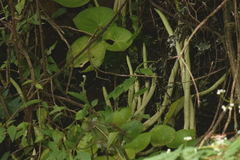 Peperomia cavispicata