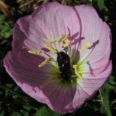Acmaeodera ornatoides