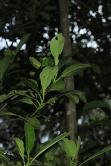 Oncotheca humboldtiana