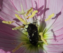 Acmaeodera ornatoides