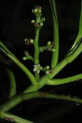 Oncotheca humboldtiana