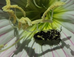 Acmaeodera ornatoides