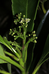 Oncotheca humboldtiana