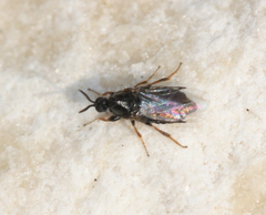 Aspistes