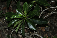 Oncotheca humboldtiana
