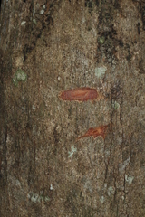 Oncotheca humboldtiana
