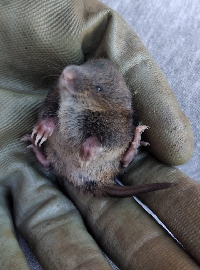 Valdivian Long-Clawed Akodont