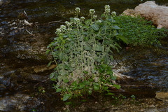 Cardamine cordifolia