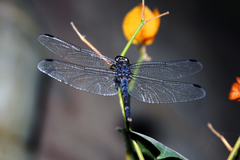 Indothemis carnatica