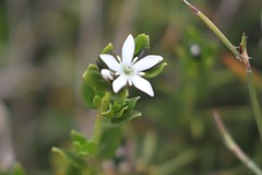 Orianthera serpyllifolia serpyllifolia