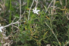 Orianthera serpyllifolia serpyllifolia