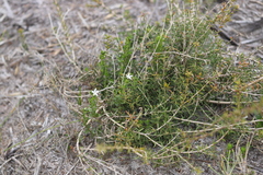 Orianthera serpyllifolia serpyllifolia