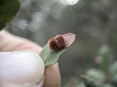 Atrusca trimaculosa