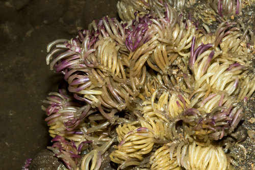 Indothais lacera