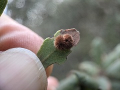 Atrusca trimaculosa