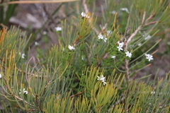 Orianthera serpyllifolia serpyllifolia