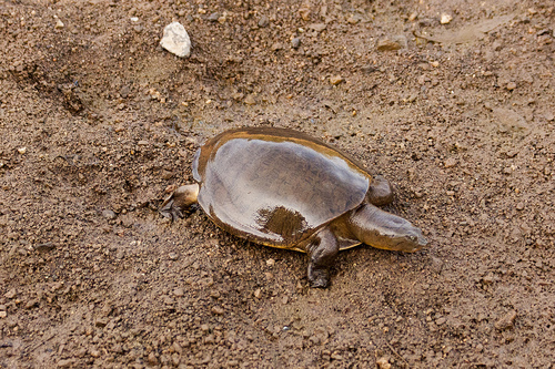 Lissemys punctata