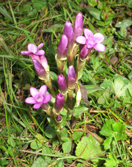 Gentianella caucasea