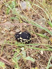 Melanophryniscus stelzneri