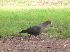 Patagioenas picazuro