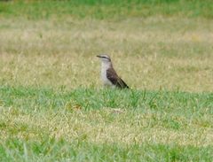 Mimus saturninus